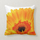Suche nach orange gerbera wohnen zuhause Fotografie