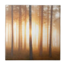 Suche nach kiefern fliesen Wald