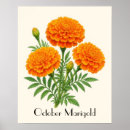 Suche nach ringelblume poster Blumen