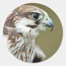 Suche nach beute aufkleber Vogelvogel