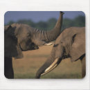 Suche nach stoßzahn mousepads Afrika