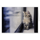 Suche nach persische katze postkarten Horizontal