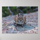 Suche nach chipmunk poster Nagetier