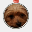 Suche nach yorkshire terrier ornamente Haustiere