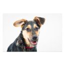 Suche nach inländischer hund poster Kaninchen