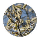 Suche nach weide schneidebrettchen Natur
