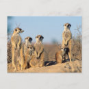 Suche nach der kalahari poster Trocken