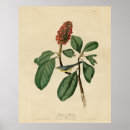 Suche nach audubon vögel poster Darstellung