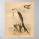 Suche nach vintager vogel poster Historisch