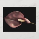 Suche nach karriere postkarten Blume