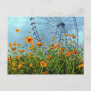 Suche nach cosmos Sommer