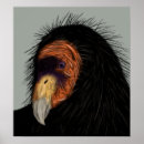 Suche nach condor poster Geier