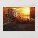 Suche nach bengalischer tiger postkarten Tiere