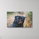 Suche nach schwarzer mops poster leinwandbilder Schwarzes