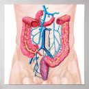 Suche nach abdominal poster Biologie