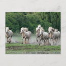 Suche nach zu pferde postkarten Jaynes gallery