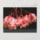 Suche nach engelchen poster Blume