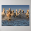 Suche nach weiße pferde poster Strand