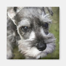Suche nach miniature schnauzer magnete Kühlschrank