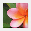 Suche nach frangipani magnete Blume