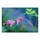 Suche nach weichheit poster Blume