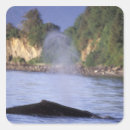Suche nach buckelwale aufkleber Orca