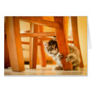 Suche nach miezekatze postkarten Babytiere