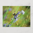 Suche nach hummel postkarten Lavendel