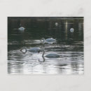 Suche nach schwänen postkarten See