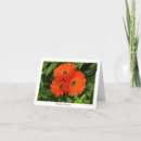 Suche nach orange gänseblümchen karten Gerbera