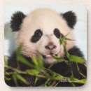 Suche nach pandas untersetzer Smithsonian