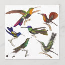 Suche nach kolibris einladungen Blau