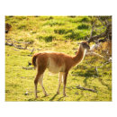 Suche nach guanaco Tier