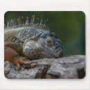 Suche nach eidechsen mousepads Natur