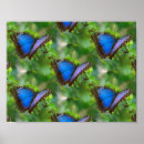 Suche nach blauer schmetterling poster Muster