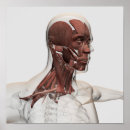Suche nach menschliches gesicht poster Ligament