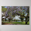 Suche nach jacaranda poster Baum