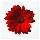 Suche nach roter gerbera poster Mit blumen