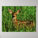 Suche nach wild lebende tiere poster Digital