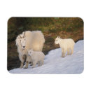 Suche nach wildtiere magnete Mutter
