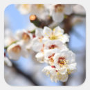 Suche nach kirschblüte baum aufkleber Bäume