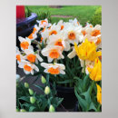 Suche nach osterglocke Blumen