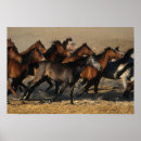 Suche nach araber poster Pferde