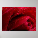 Suche nach red rose poster Floral
