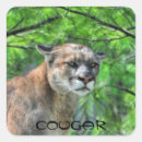 Suche nach cougar aufkleber Berglöwe