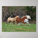 Suche nach ponys poster Drei zusammen