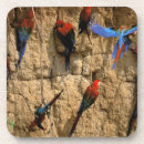 Suche nach klipp untersetzer Vogelvogel