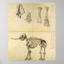 Suche nach mastodon Prähistorisch