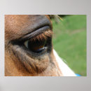 Suche nach pferdeaugen poster Fotografie