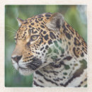 Suche nach jaguar untersetzer Katze